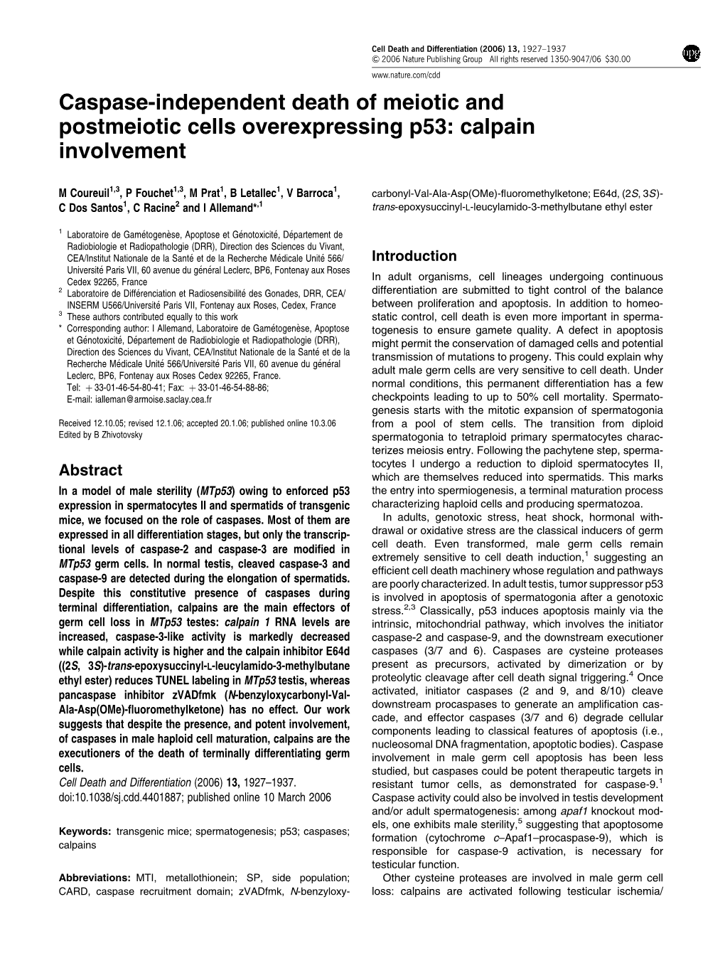Caspase-Independent Death of Meiotic and Postmeiotic Cells Overexpressing P53: Calpain Involvement