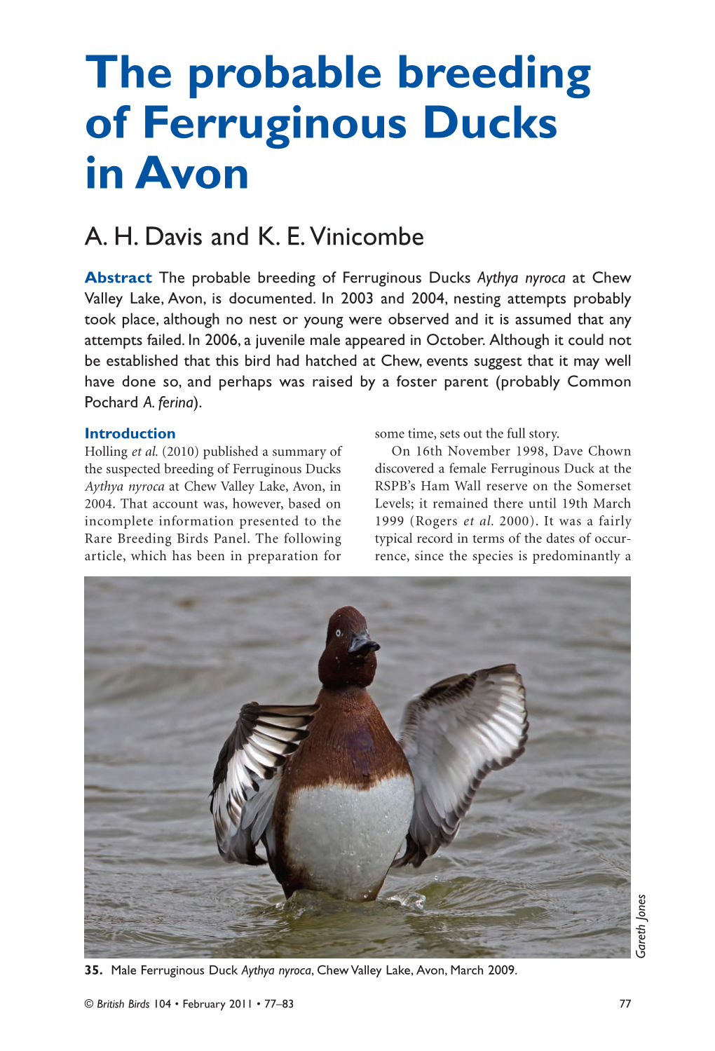 The Probable Breeding of Ferruginous Ducks in Avon A