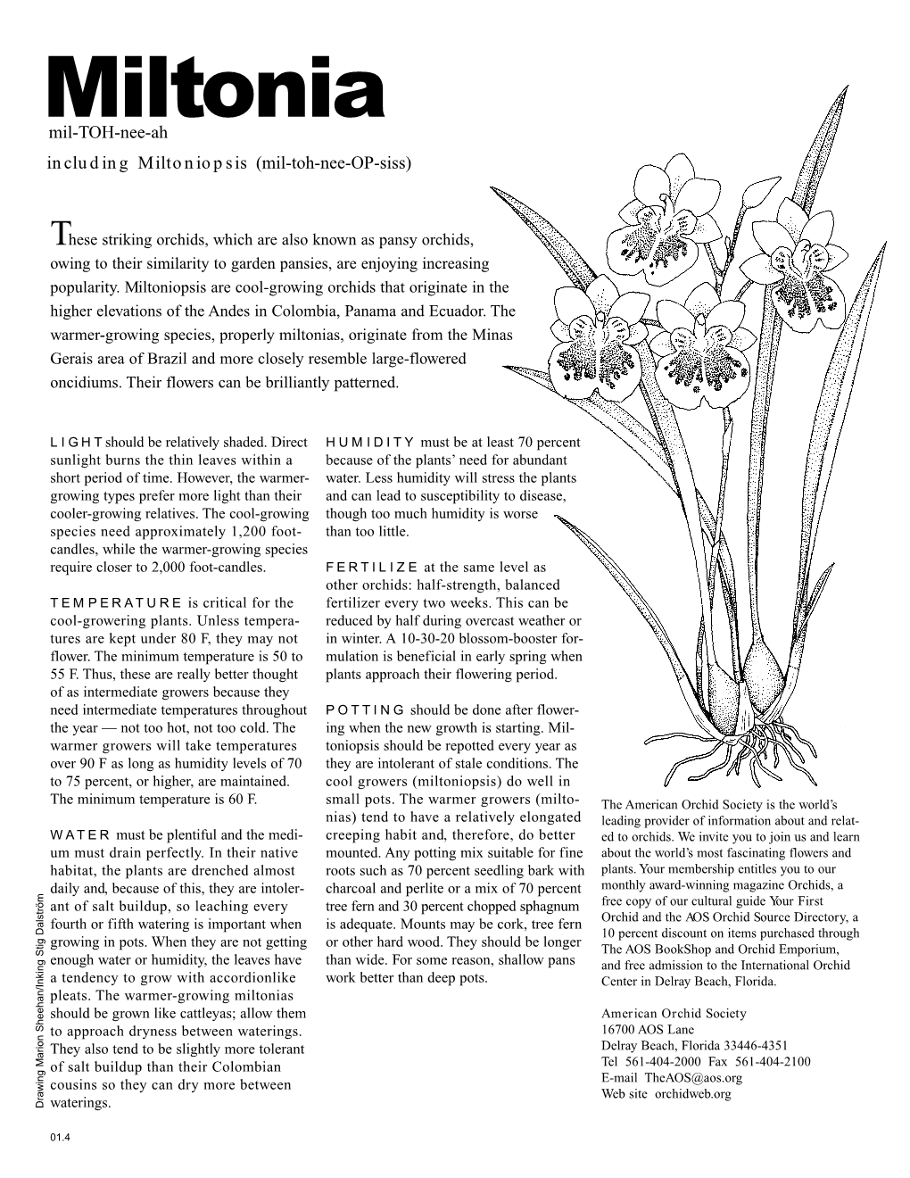 Miltonia Mil-TOH-Nee-Ah Including Miltoniopsis (Mil-Toh-Nee-OP-Siss)