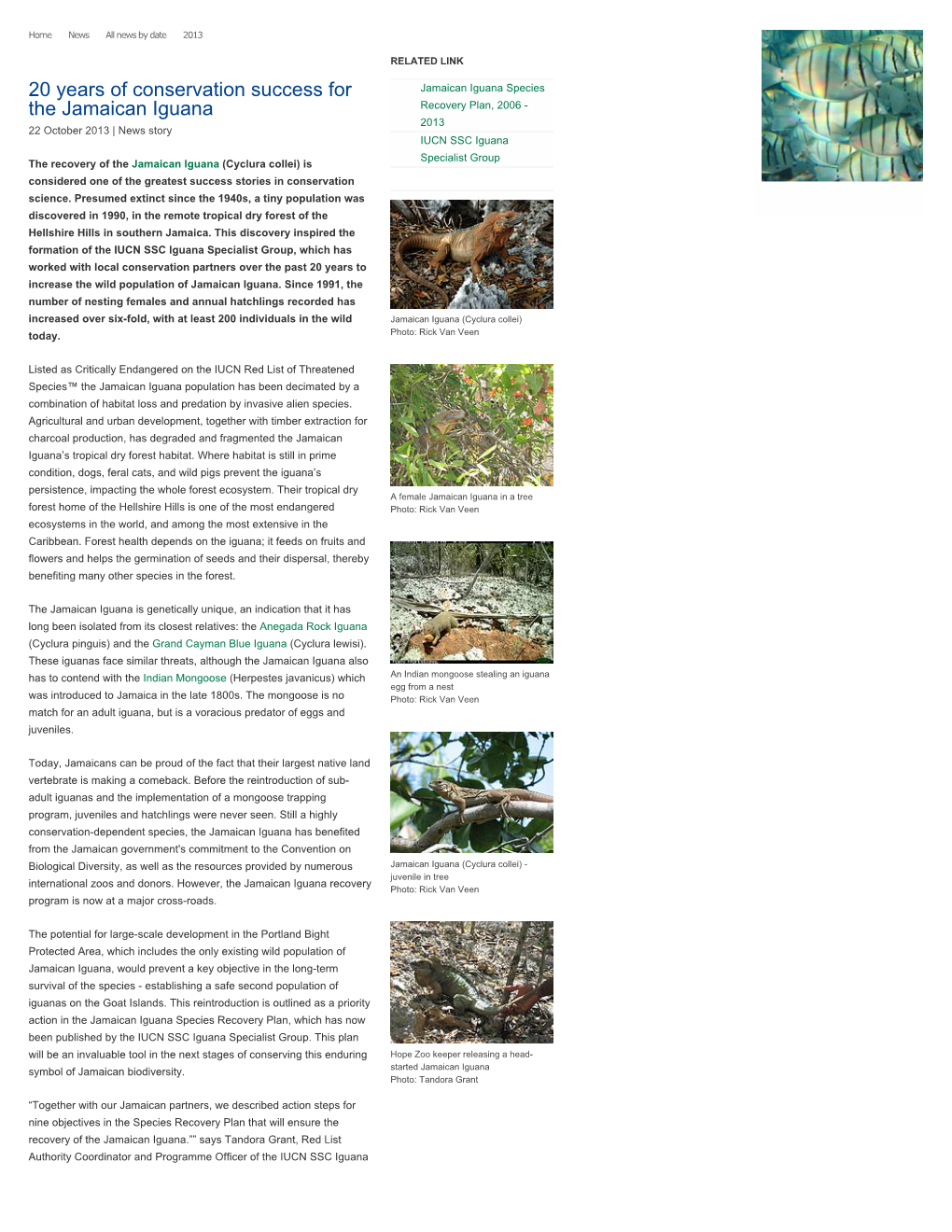 IUCN SSC Iguana Specialist Group the Recovery of the Jamaican Iguana (Cyclura Collei) Is Considered One of the Greatest Success Stories in Conservation Science