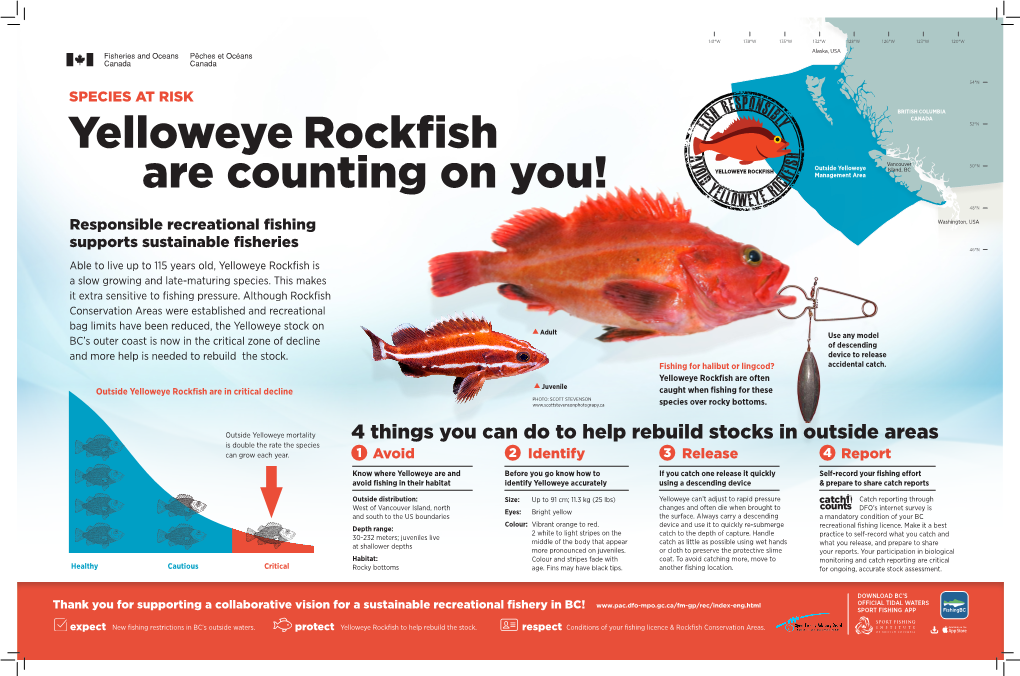 Yelloweye Rockfish Poster
