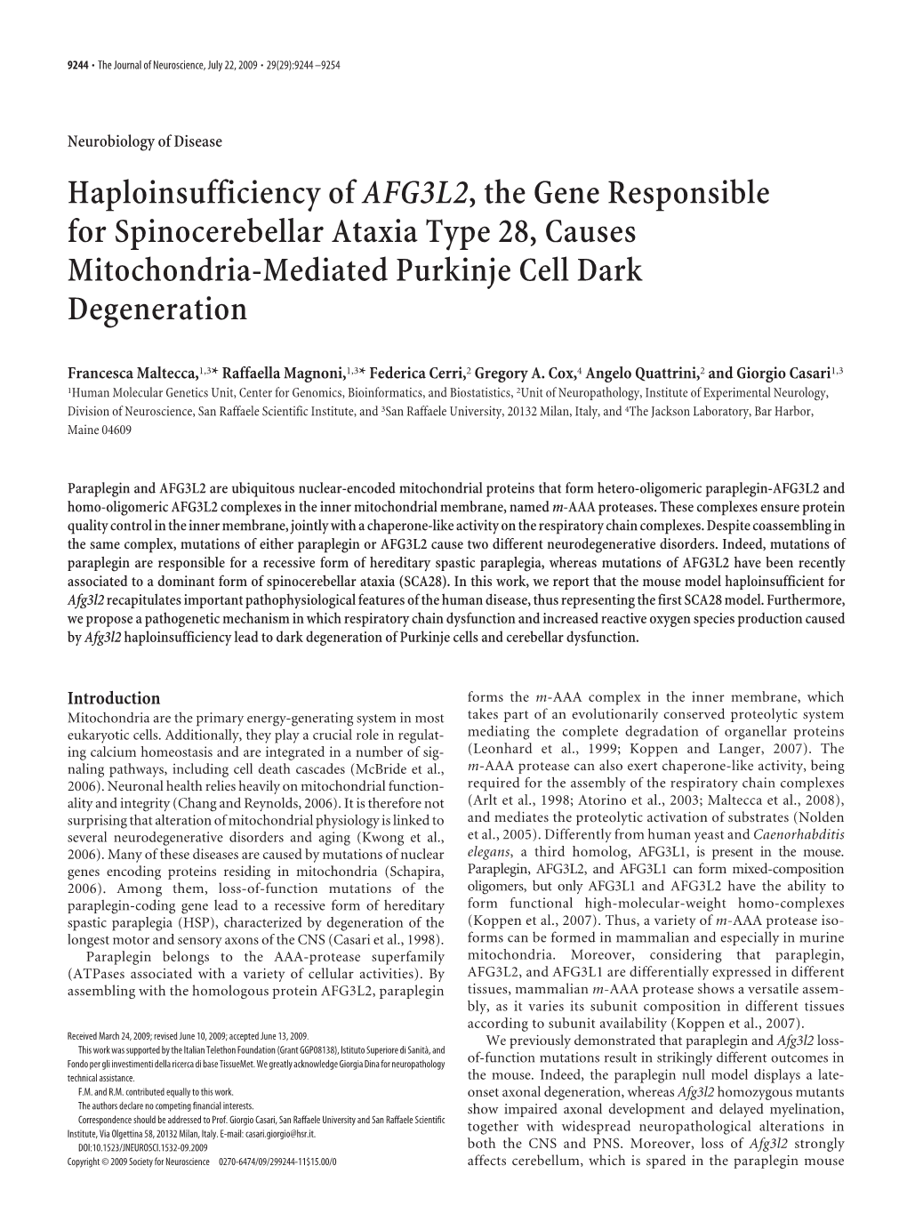 Haploinsufficiency of AFG3L2, the Gene Responsible for Spinocerebellar Ataxia Type 28, Causes Mitochondria-Mediated Purkinje Cell Dark Degeneration