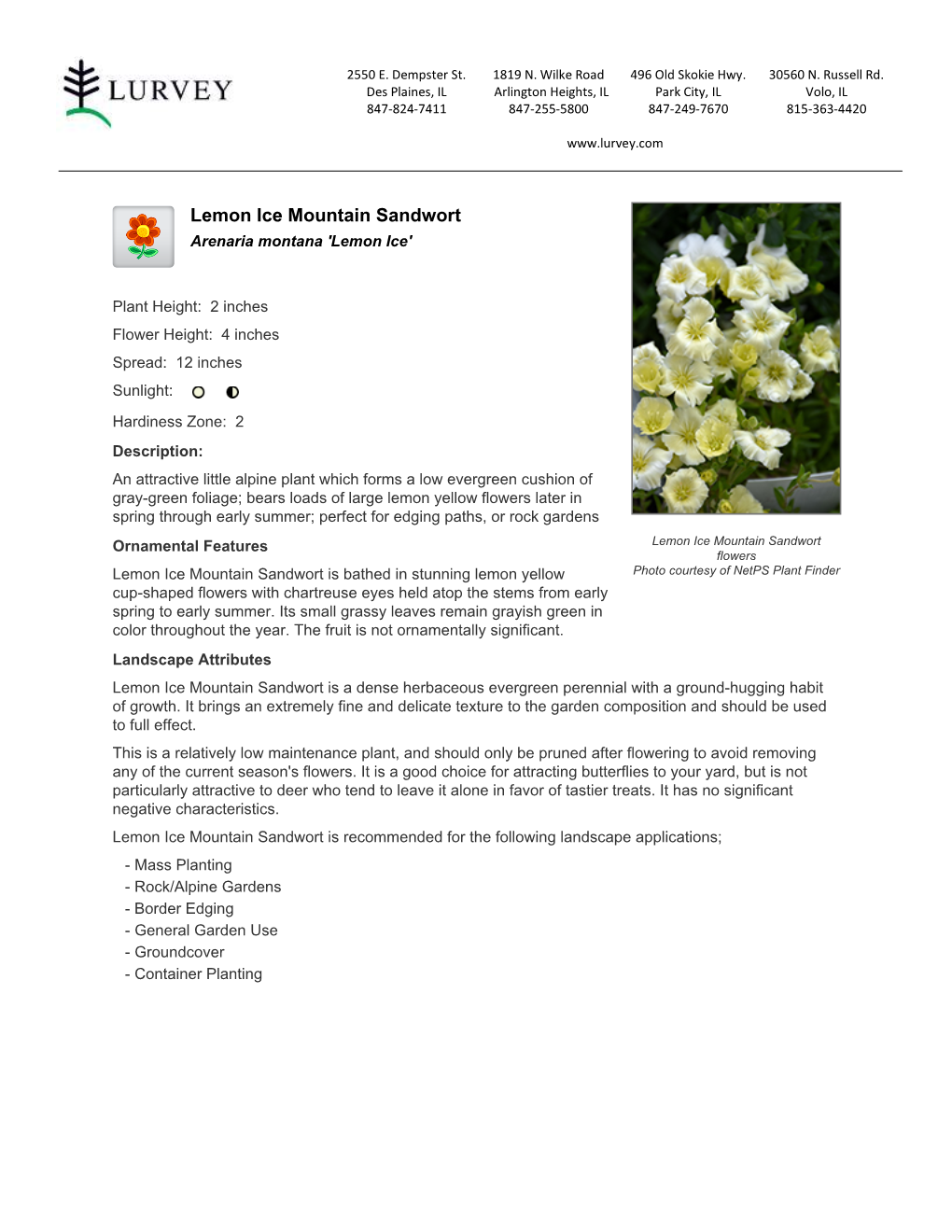 Lurvey Garden Center Lemon Ice Mountain Sandwort