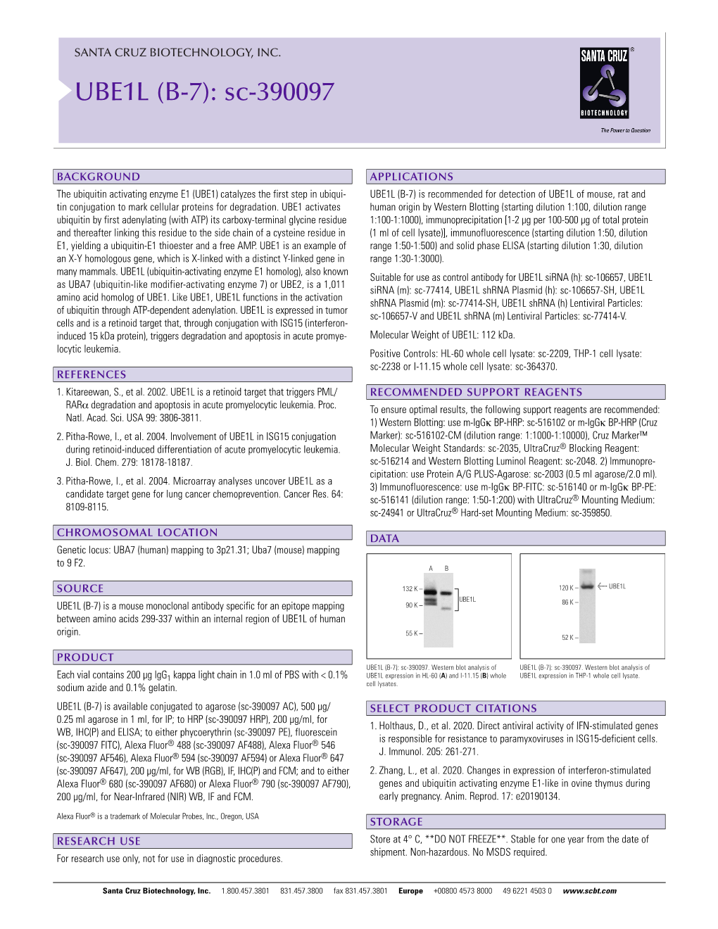 UBE1L (B-7): Sc-390097