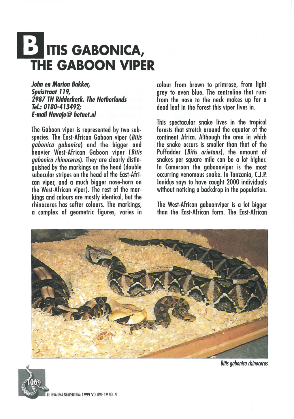 Rn ITIS GABONICA, the GABOON VIPER
