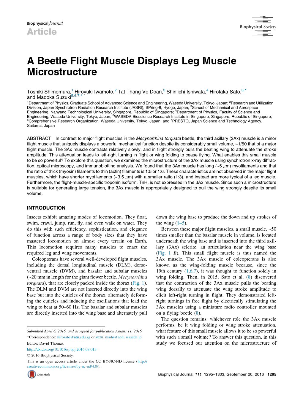 A Beetle Flight Muscle Displays Leg Muscle Microstructure