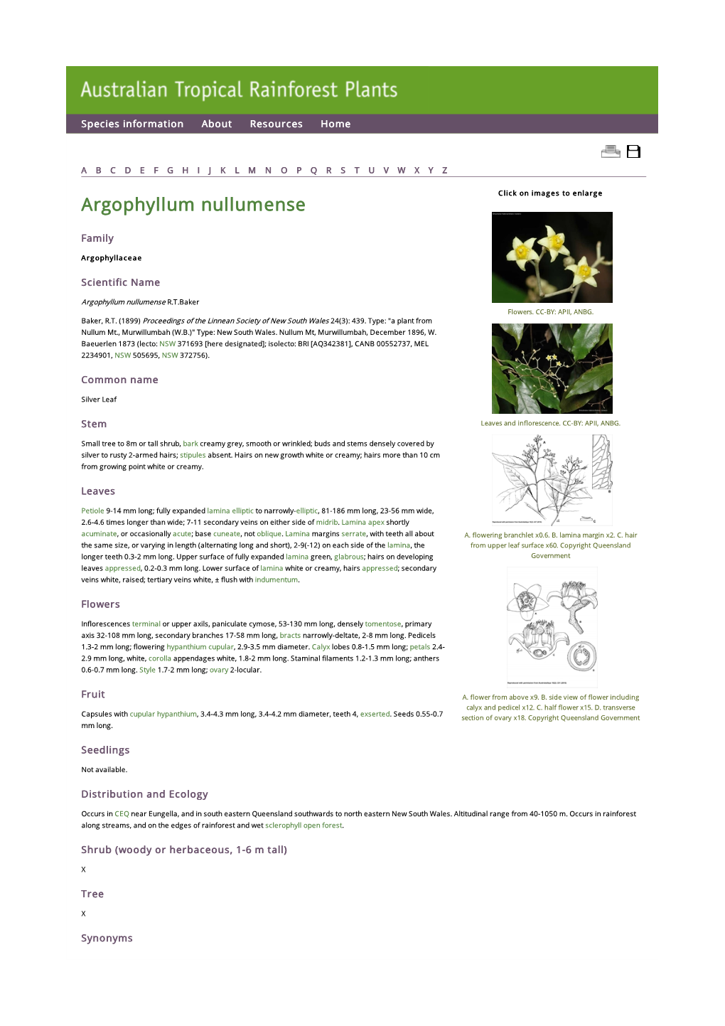 Argophyllum Nullumense Click on Images to Enlarge