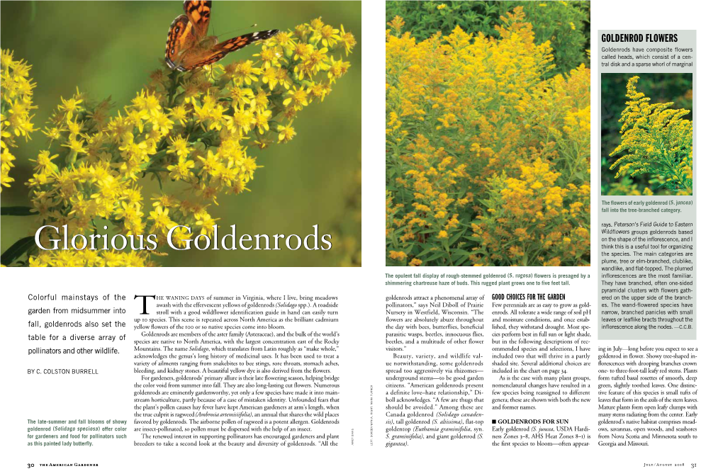 Glorious Goldenrods the Species