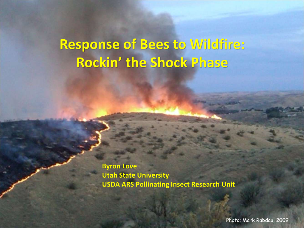 Response of Bees to Wildfire: Rockin' the Shock Phase