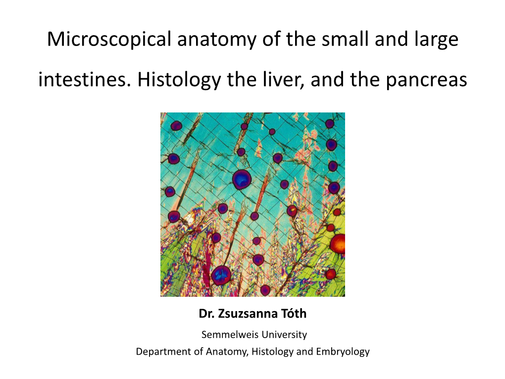 Microscopical Anatomy of the Small and Large Intestines. Histology the Liver, and the Pancreas