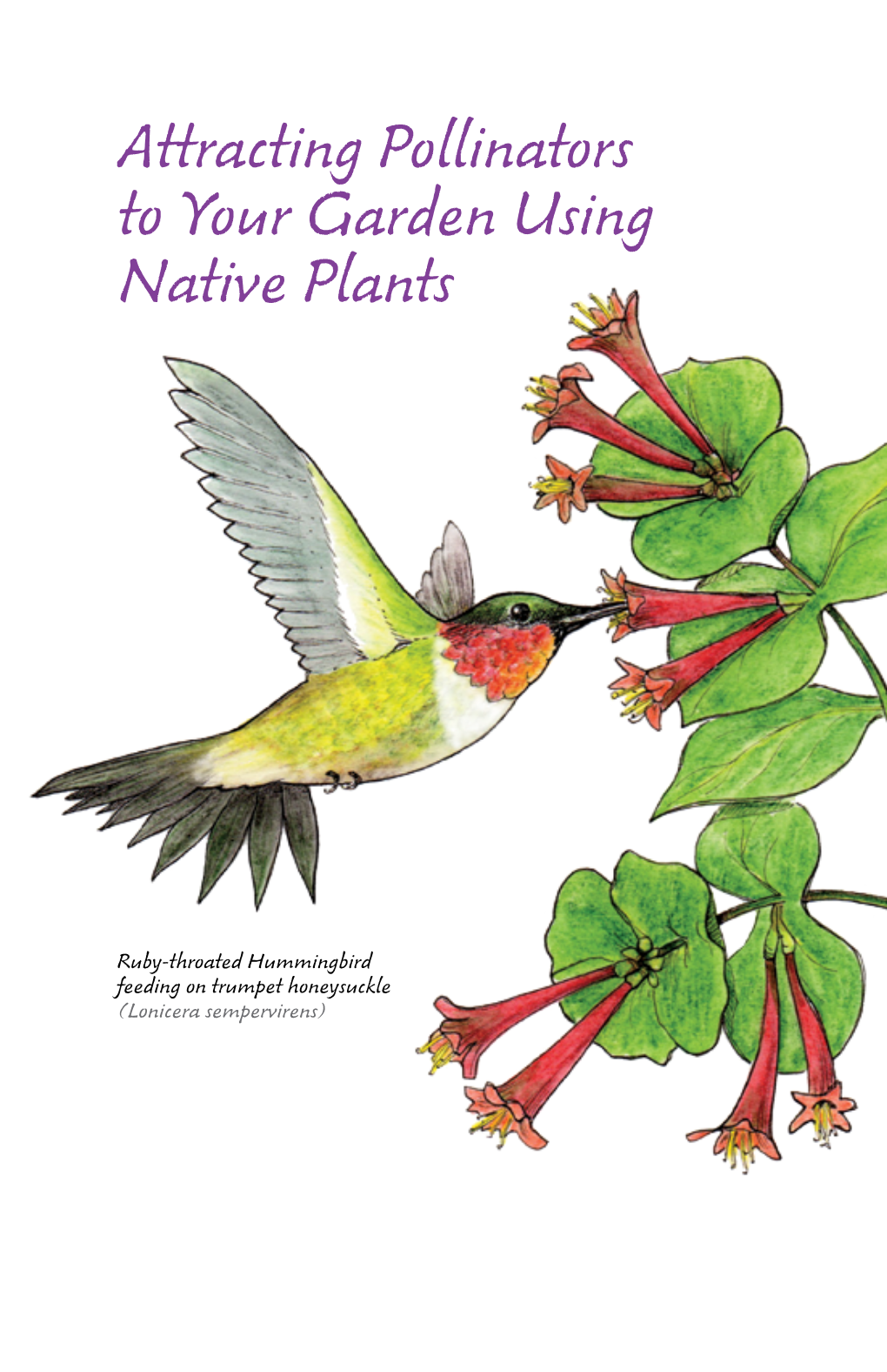 Attracting Pollinators to Your Garden Using Native Plants