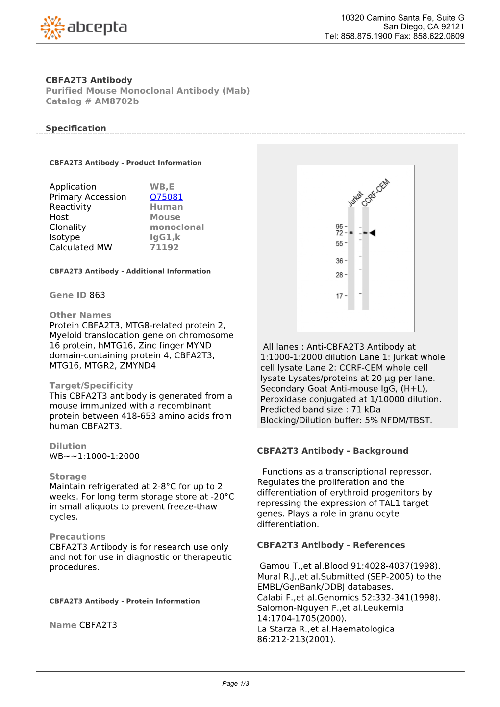 CBFA2T3 Antibody Purified Mouse Monoclonal Antibody (Mab) Catalog # Am8702b