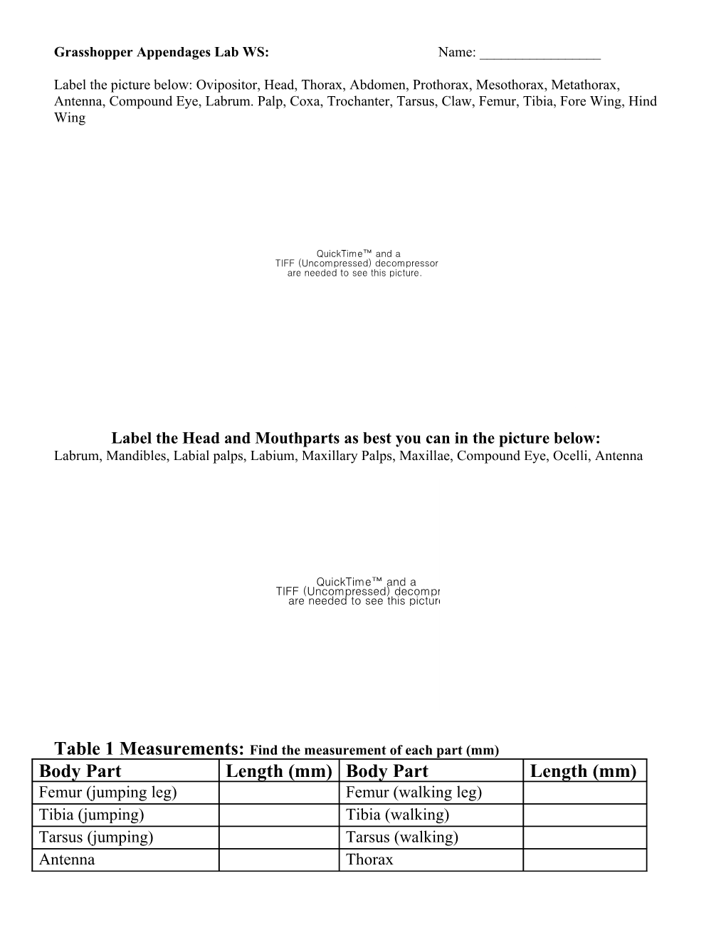 Grasshopper External Anatomy WS
