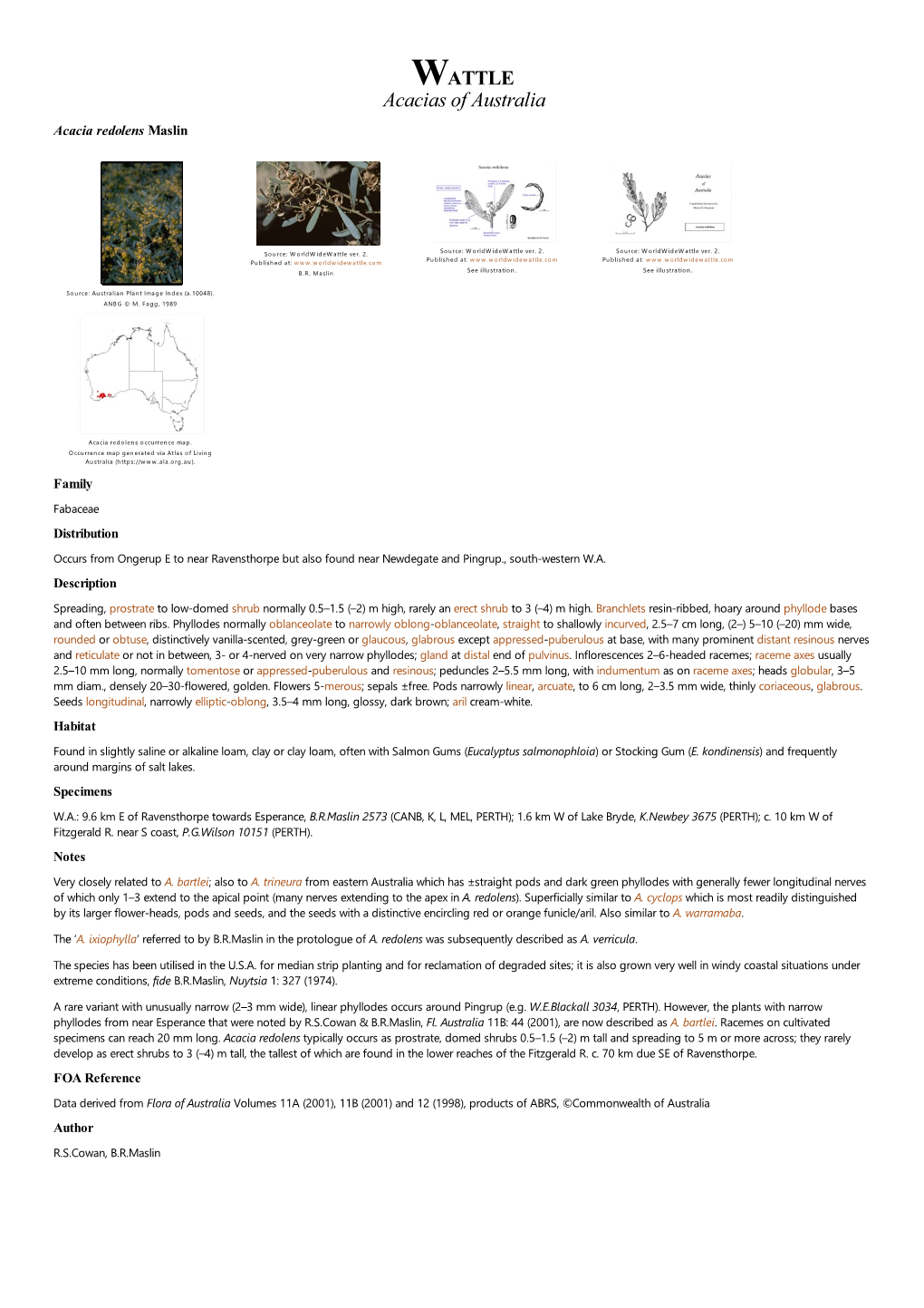 Acacia Redolens Maslin