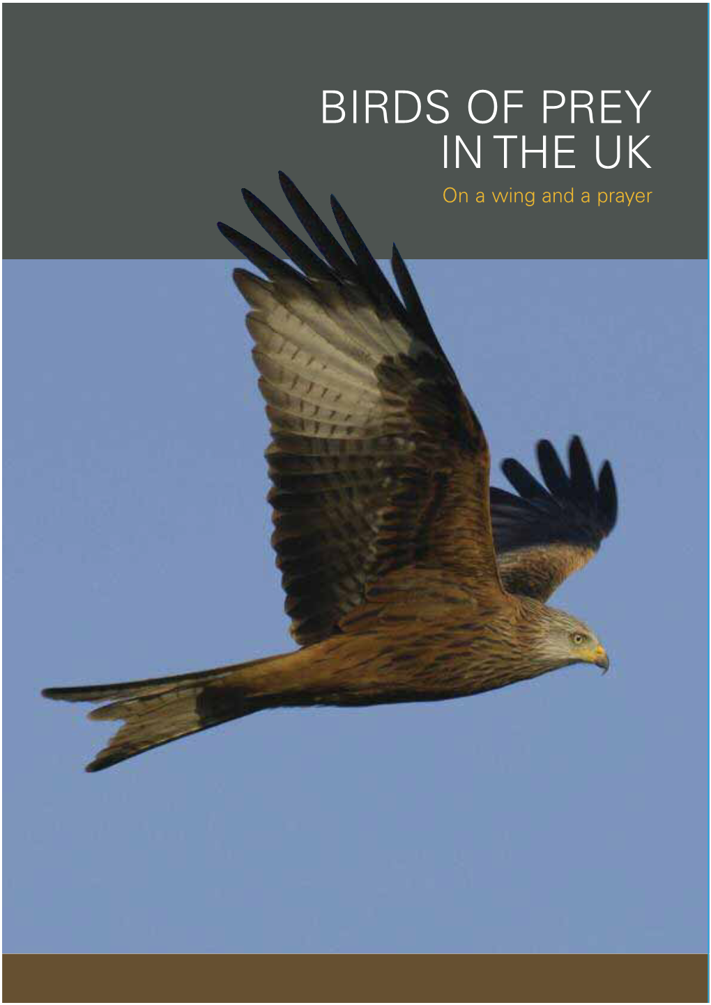 BIRDS of PREY in the UK on a Wing and a Prayer Golden Eagle by Mark Hamblin (Rspb-Images.Com)