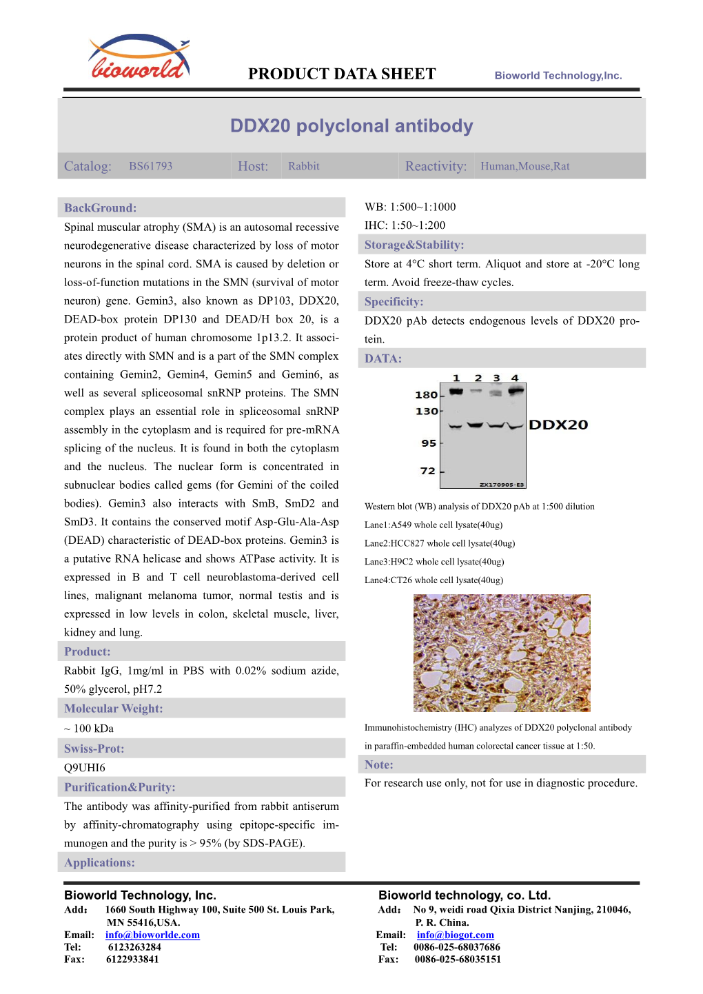 DDX20 Polyclonal Antibody