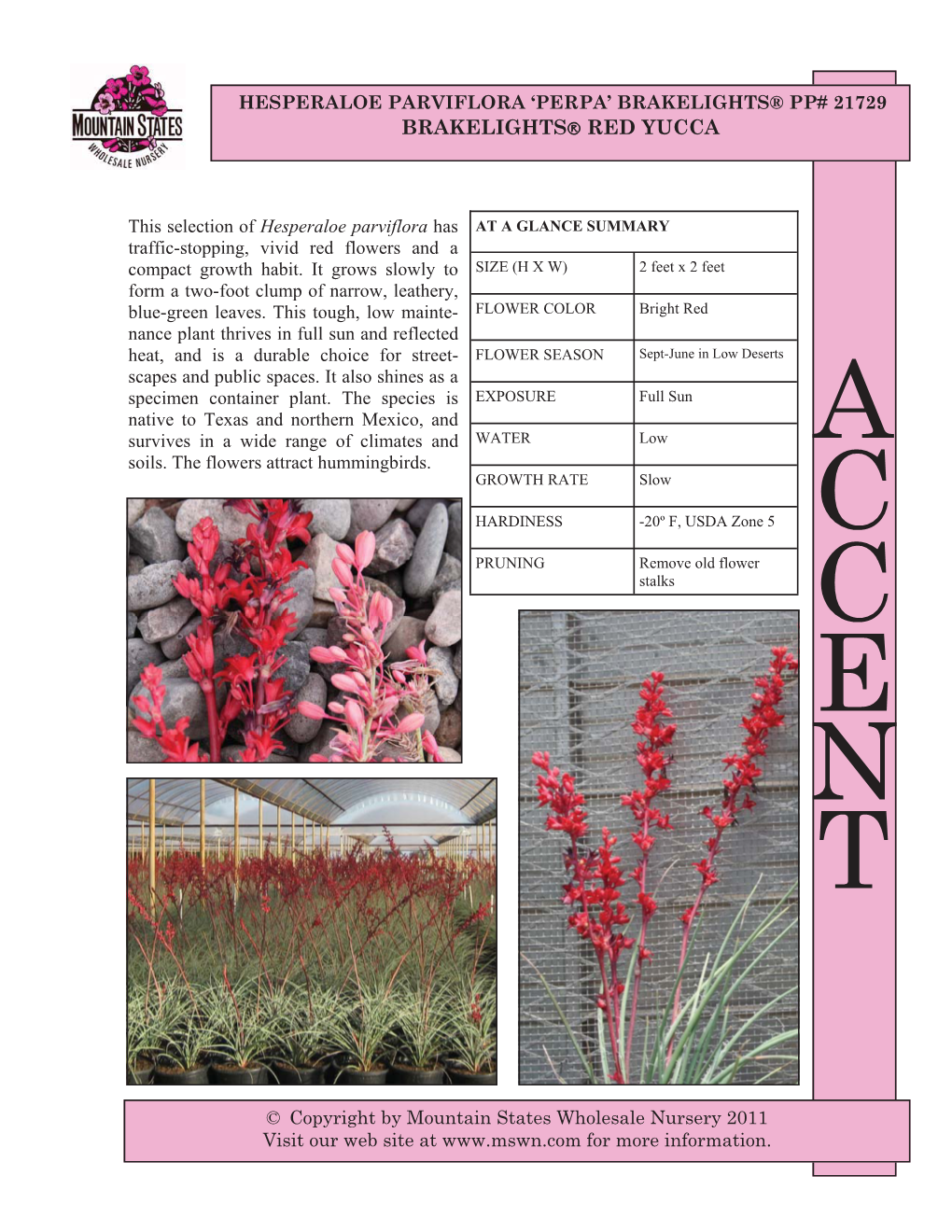 Brakelights® Red Yucca