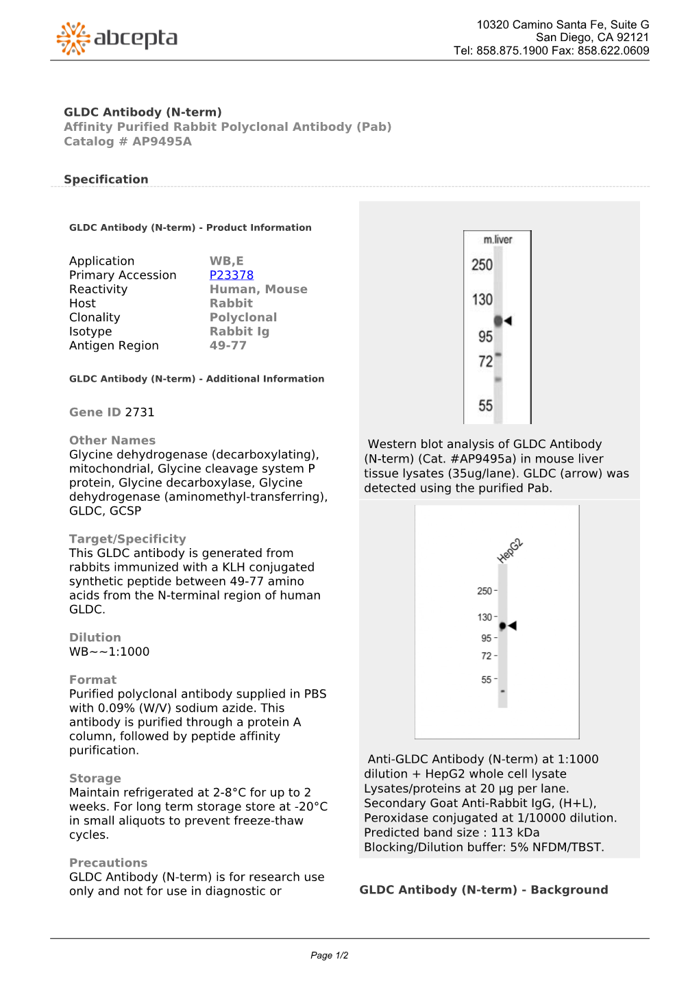 GLDC Antibody (N-Term) Affinity Purified Rabbit Polyclonal Antibody (Pab) Catalog # AP9495A