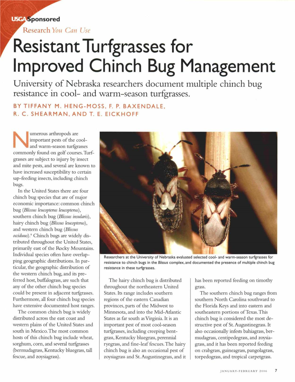 Resistant Turfgrasses for Improved Chinch Bug Management