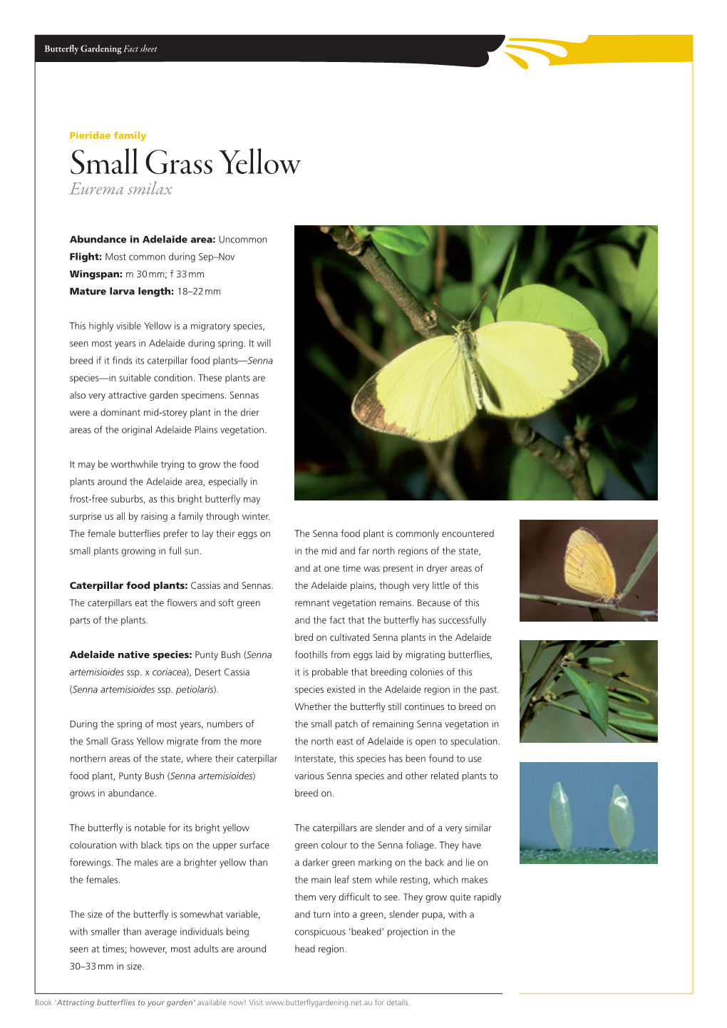 Small Grass Yellow Eurema Smilax