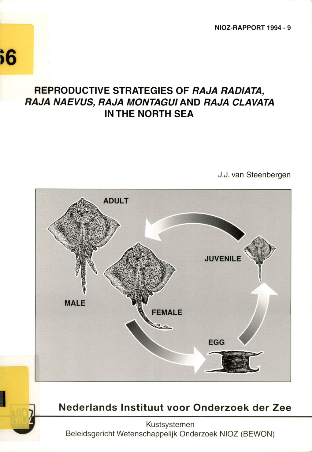 Reproductive Strategies of Raja Radiata, in the North