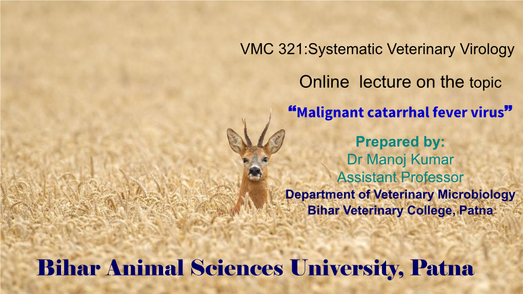 Malignant Catarrhal Fever Virus Prepared By: Dr Manoj Kumar Assistant Professor Department of Veterinary Microbiology Bihar Veterinary College, Patna