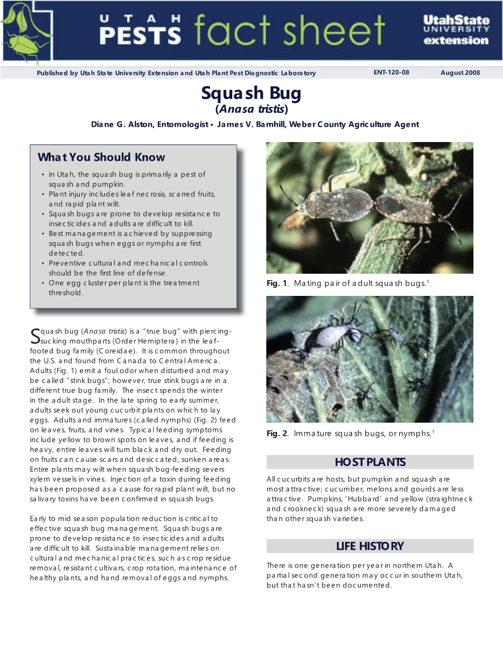 Squash Bug (Anasa Tristis) Diane G
