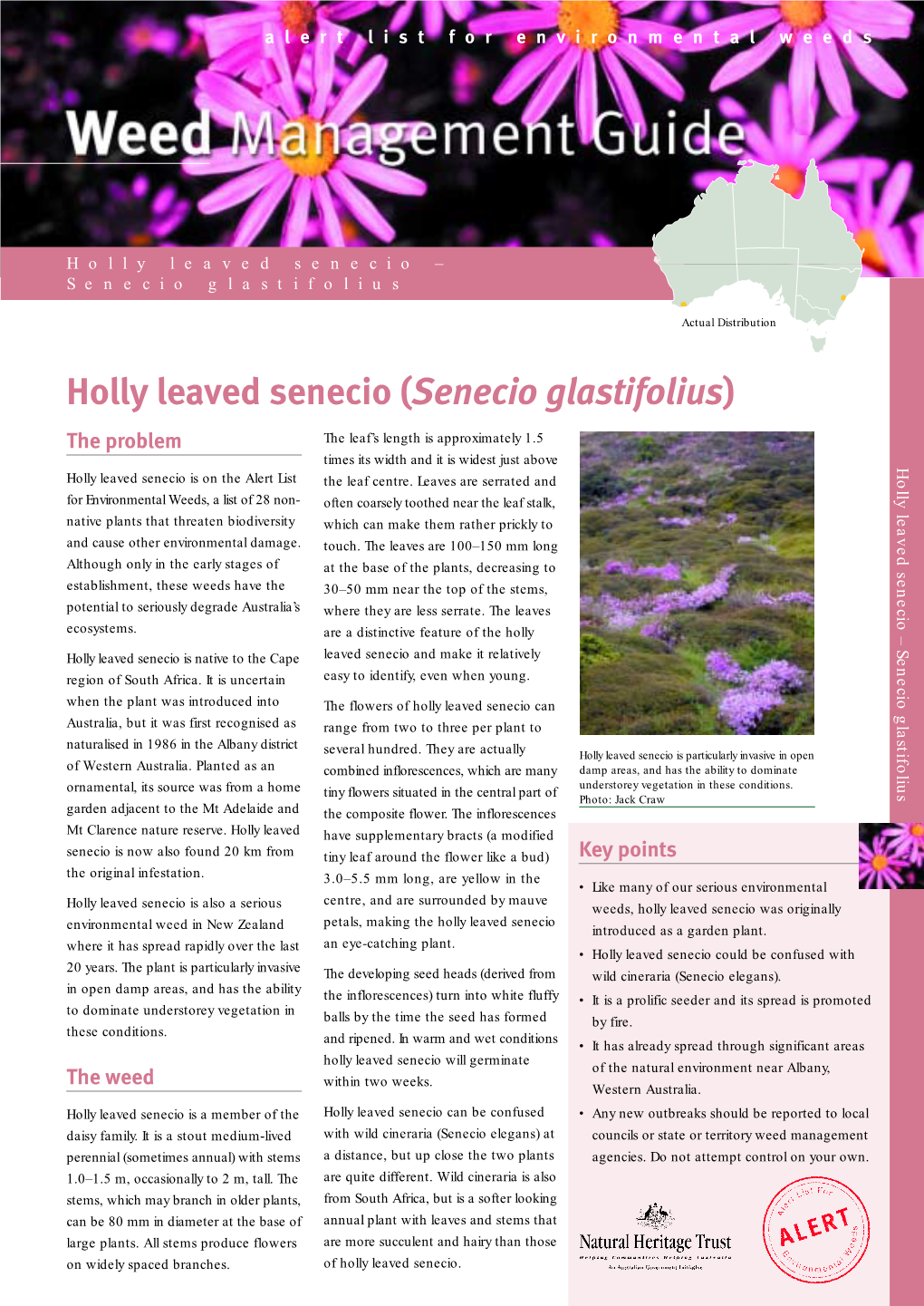Holly Leaved Senecio – Senecio Glastifolius