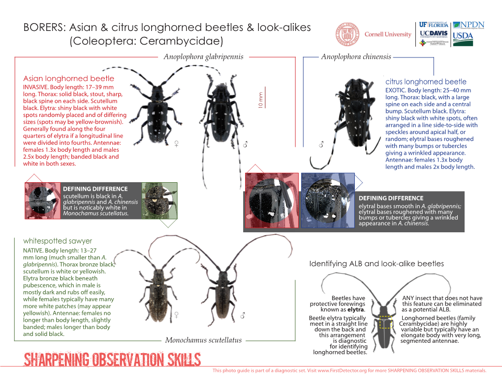 Asian Longhorned Beetle and Look-Alikes