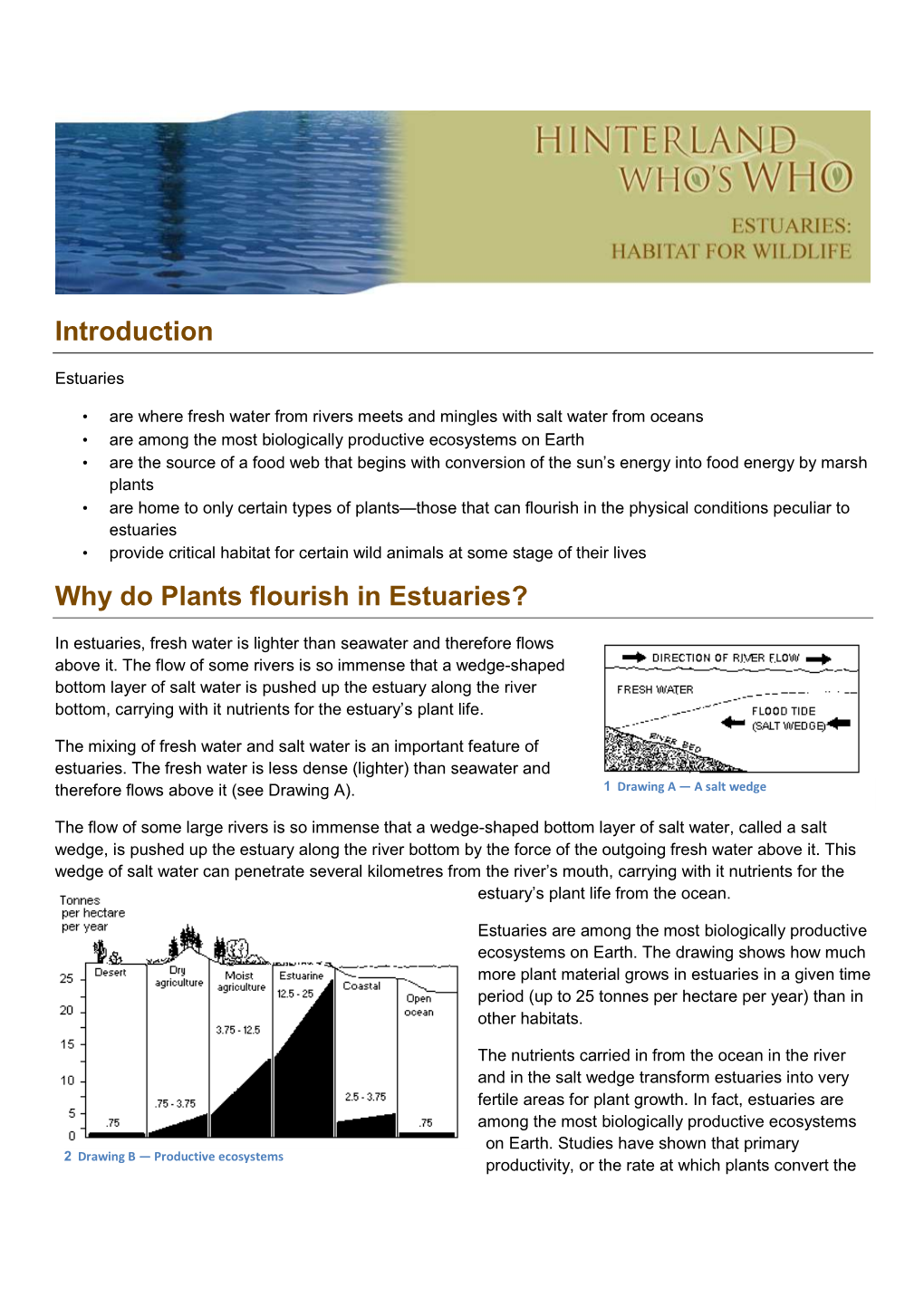 Introduction Why Do Plants Flourish in Estuaries?