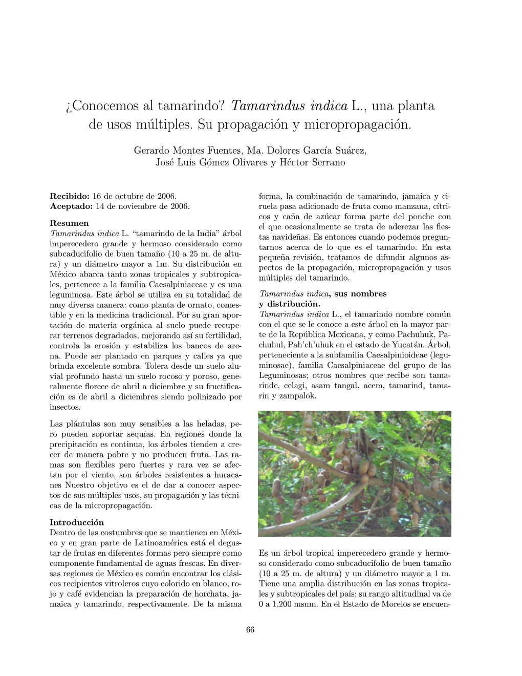 ¿Conocemos Al Tamarindo? Tamarindus Indica L., Una Planta