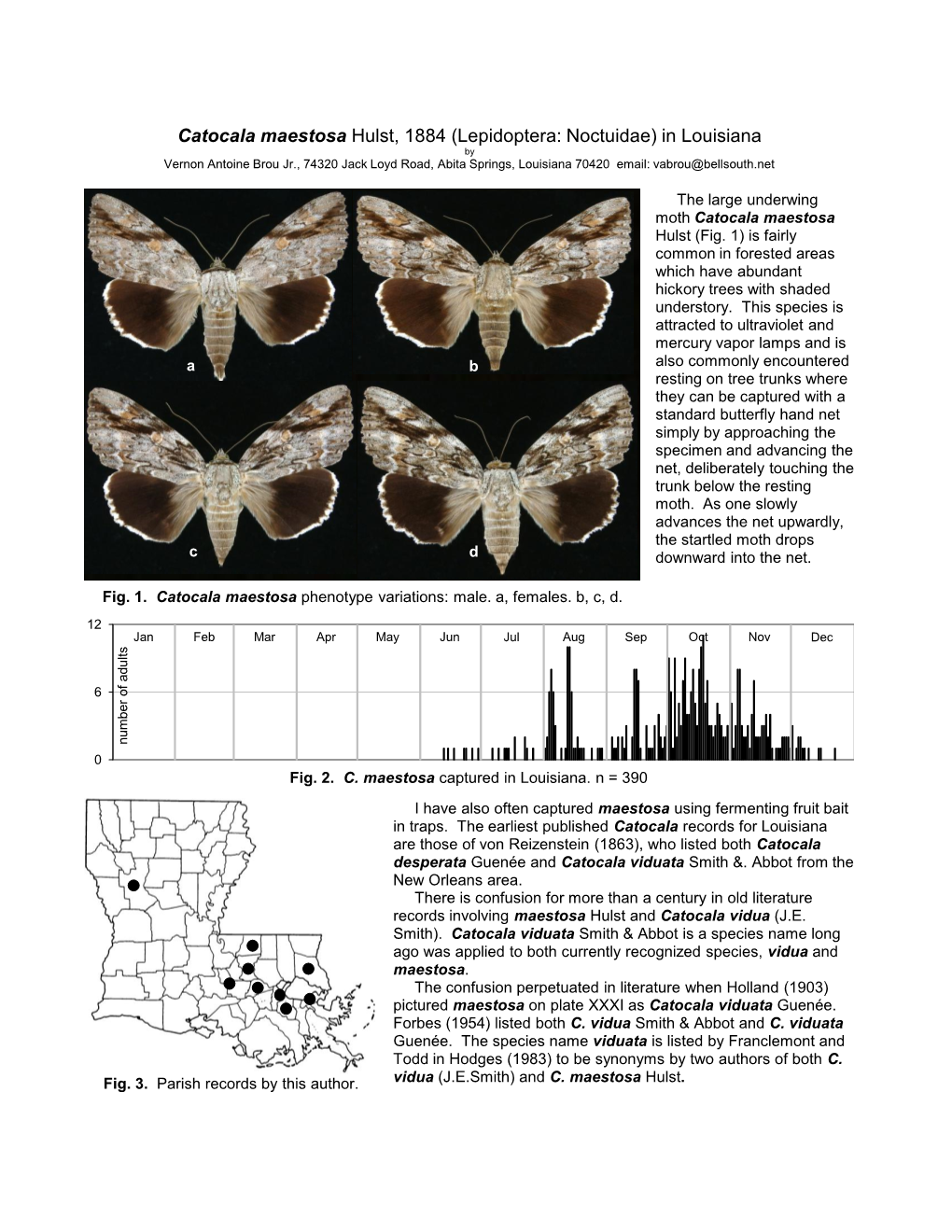 Catocala Maestosa Hulst, 1884 (Lepidoptera: Noctuidae) in Louisiana