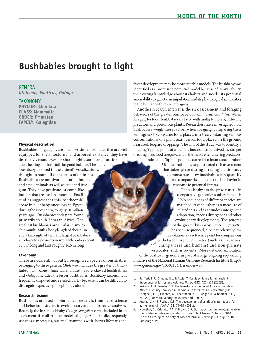 Bushbabies Brought to Light