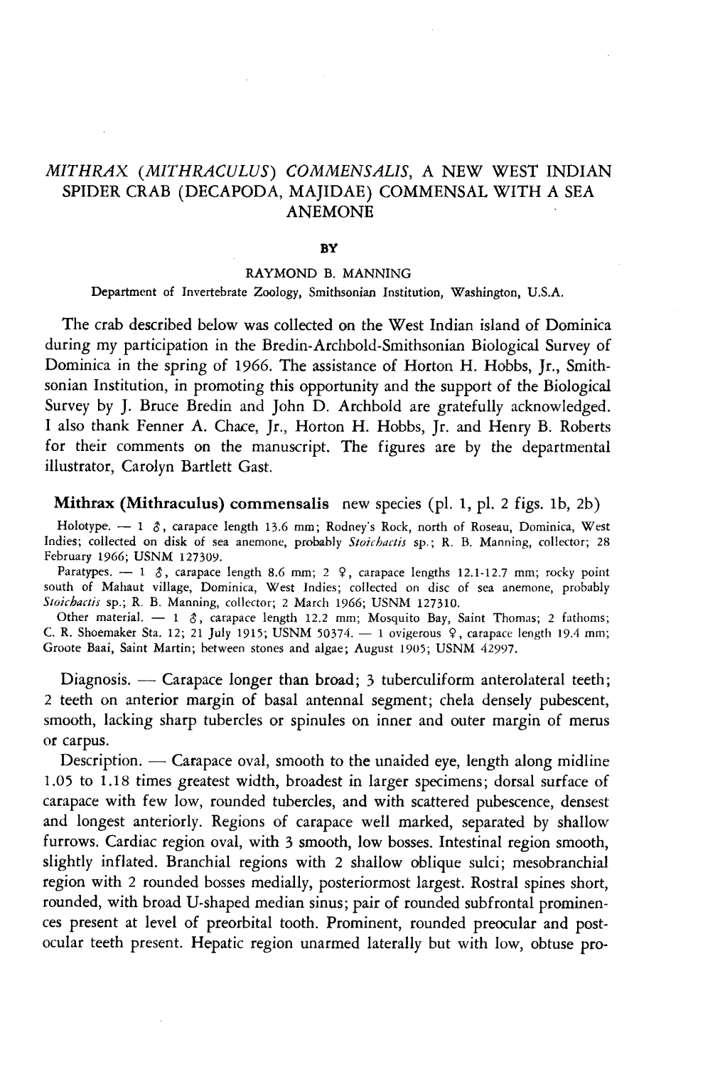 Mithrax (Mithraculus) Commensalis, a New West Indian Spider Crab (Decapoda, Majidae) Commensal with a Sea Anemone