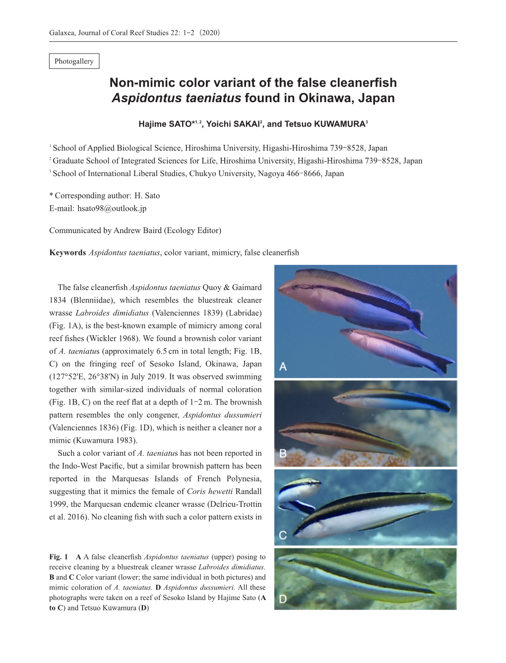 Non-Mimic Color Variant of the False Cleanerfish Aspidontus Taeniatus Found in Okinawa, Japan