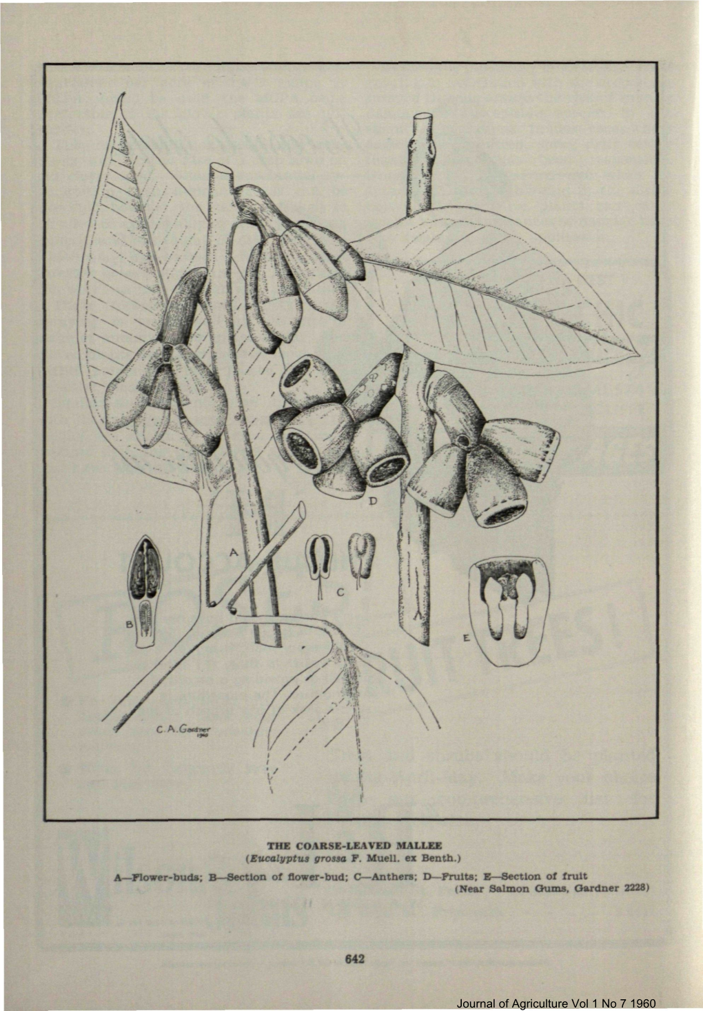 72. Desmond Mallee (Eucalyptus