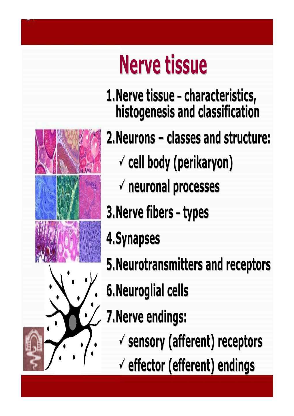 Nerve Tissuetissue 1