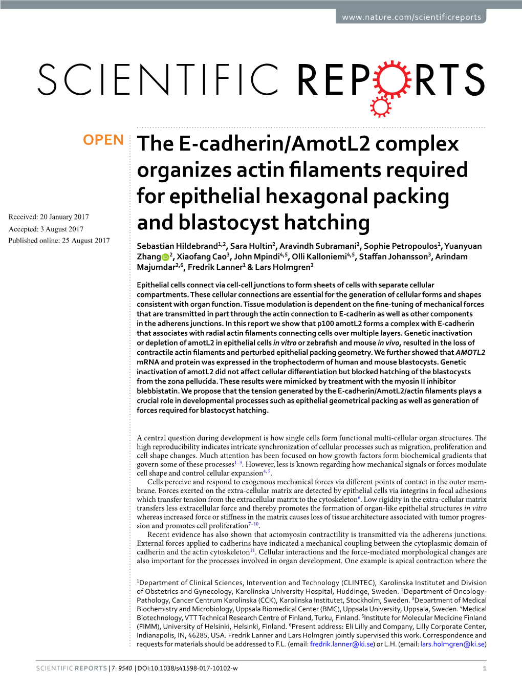 The E-Cadherin/Amotl2 Complex Organizes Actin Filaments Required