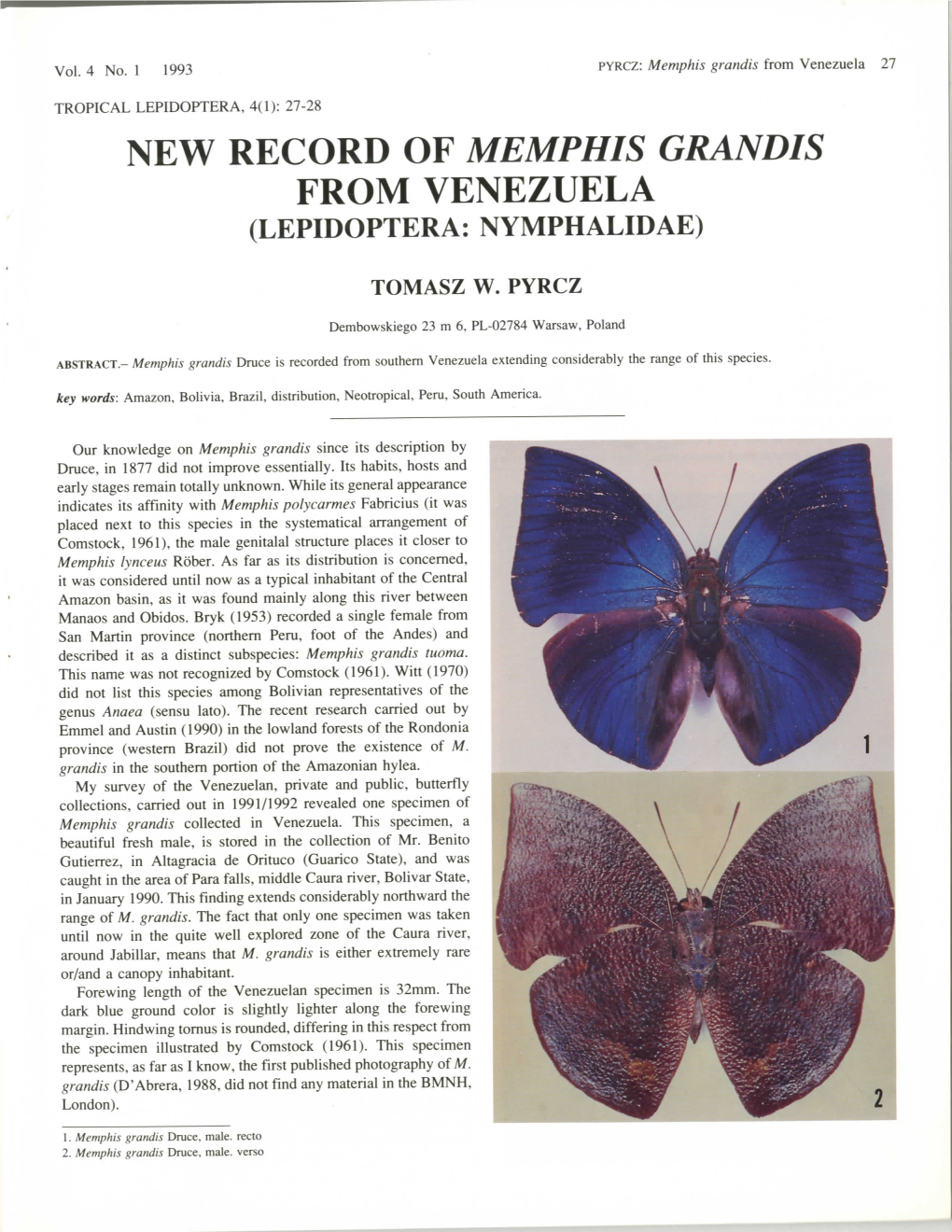 New Record of Memphis Grandis from Venezuela (Lepidoptera: Nymphalidae)