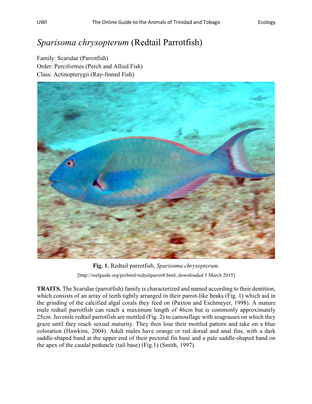 Sparisoma Chrysopterum (Redtail Parrotfish)