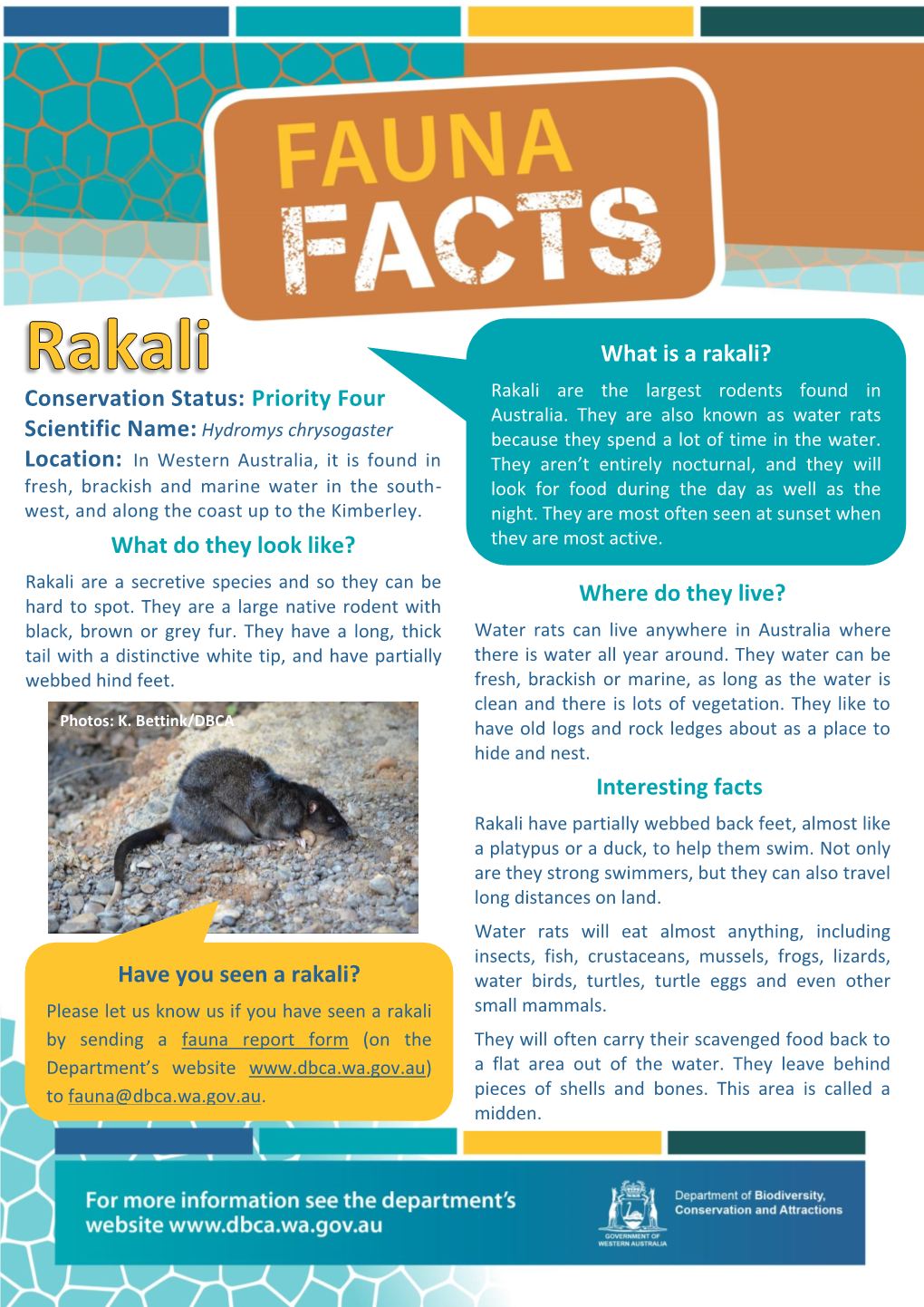 Rakali, Water-Rat