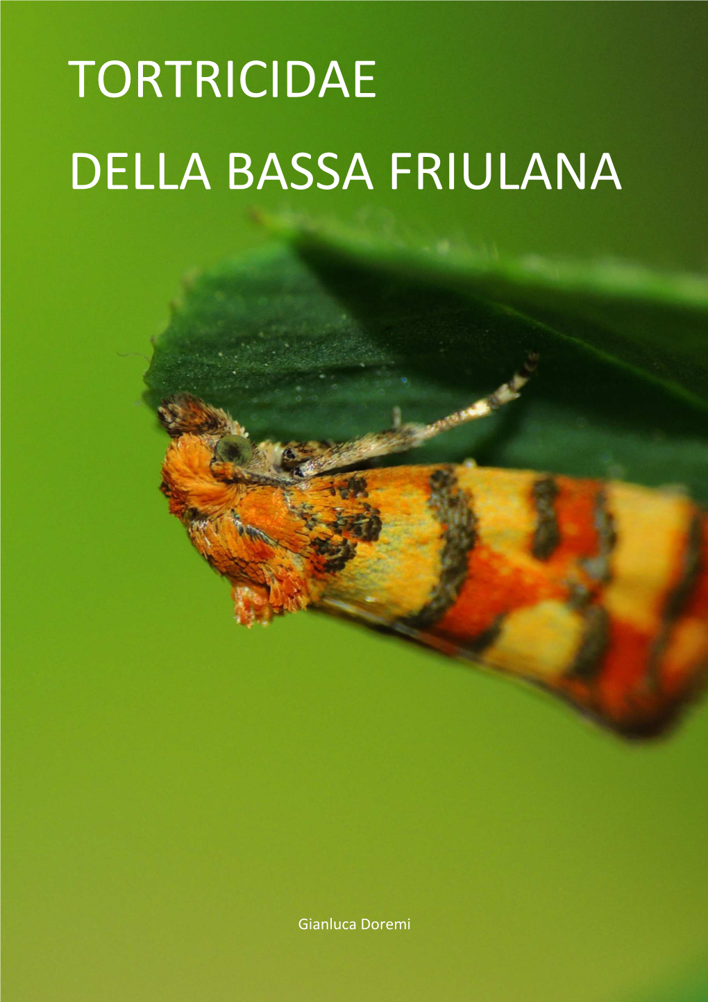 Tortricidae Della Bassa Friulana