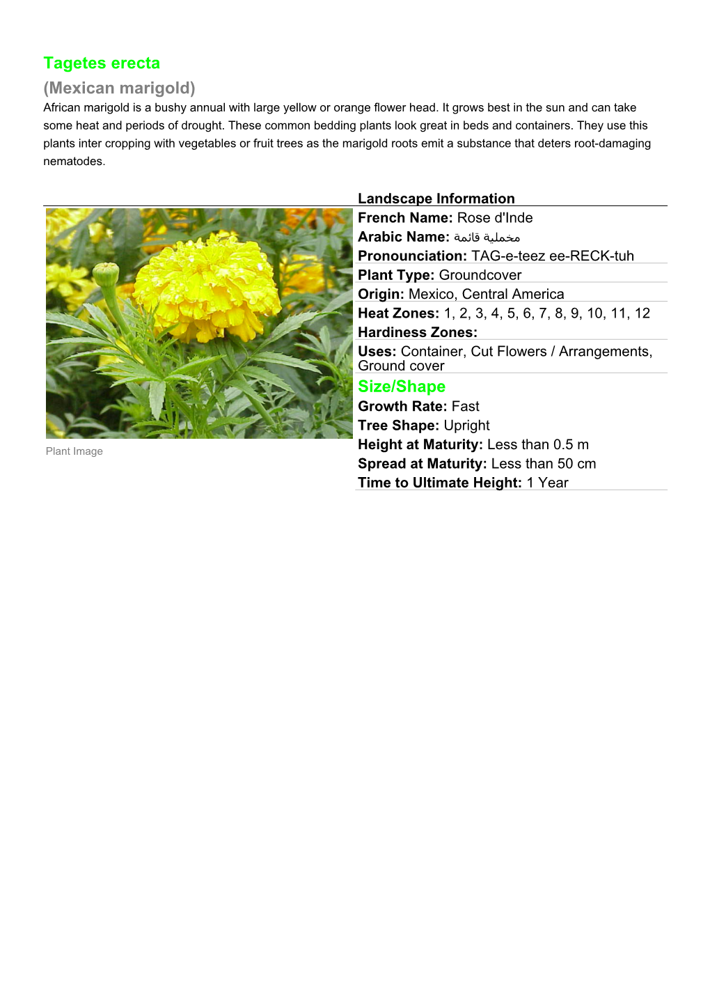 Tagetes Erecta (Mexican Marigold) Size/Shape