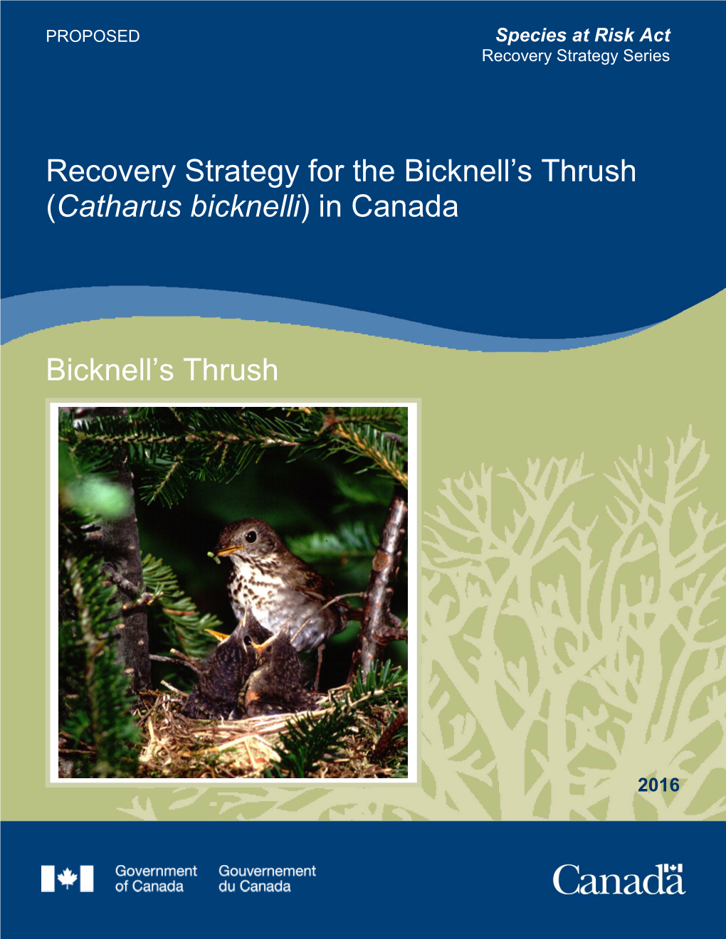 Bicknell's Thrush (Catharus Bicknelli) in Managed Forests: Nest-Site Selection, Diet, and Co-Occurrence with Swainson's Thrush (C