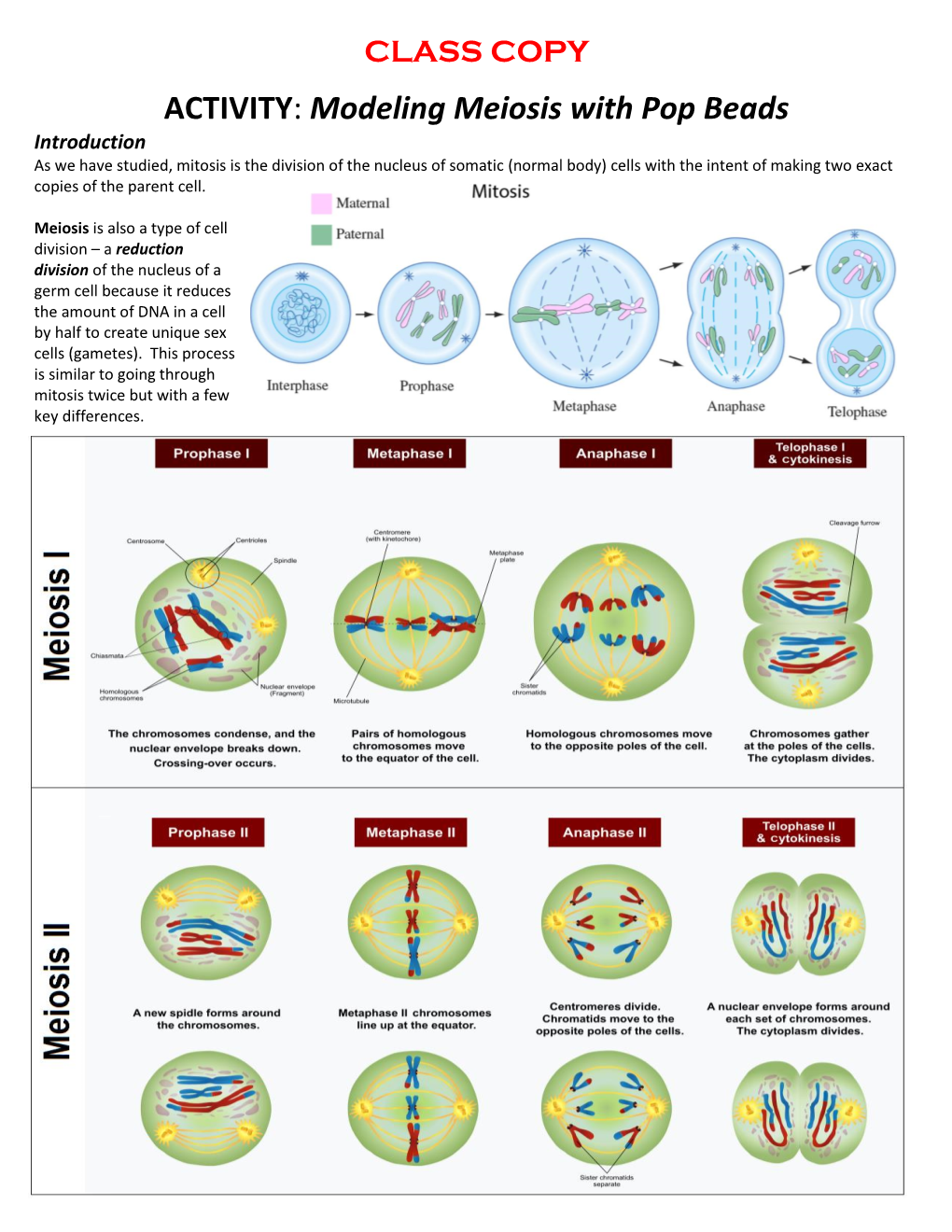 ACTIVITY: Modeling Meiosis with Pop Beads