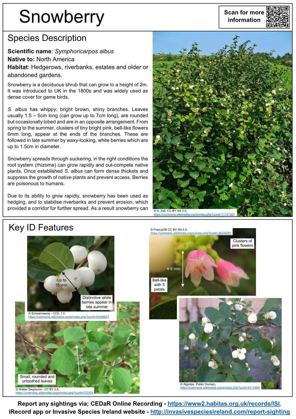 Snowberry – Symphoricarpos Albus