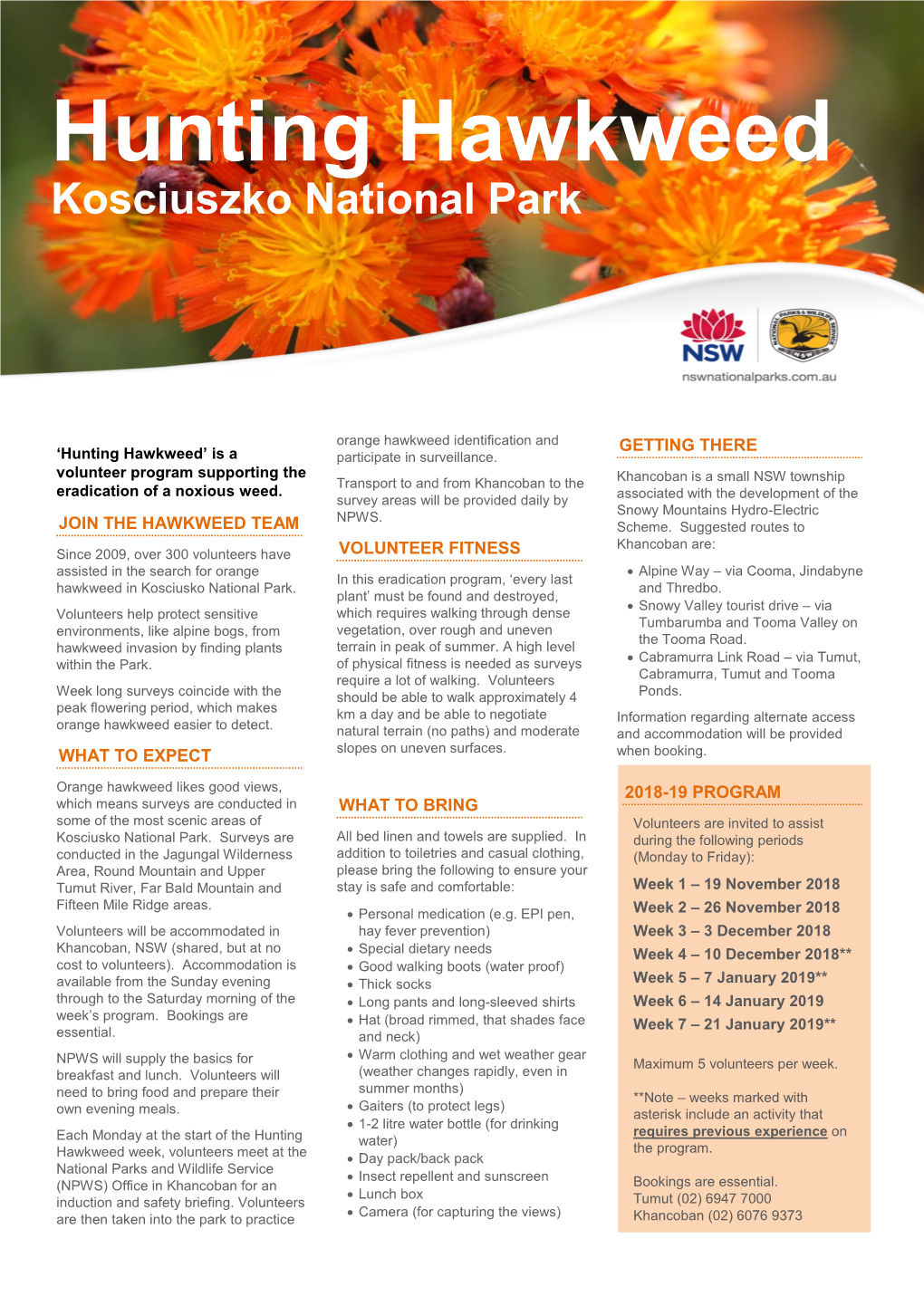 Hunting Hawkweed, Kosciuszko National Park