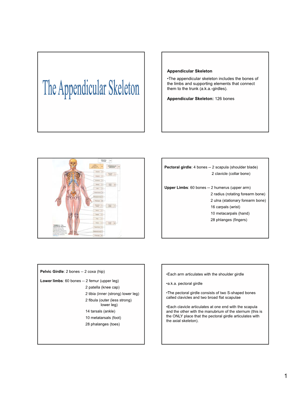 Appendicular Skeleton •The Appendicular Skeleton Includes the Bones of the Limbs and Supporting Elements That Connect Them to the Trunk (A.K.A.-Girdles)