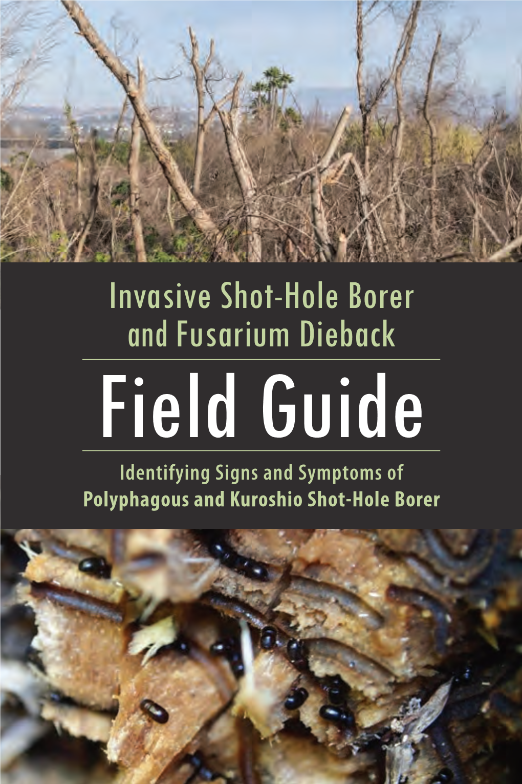 Invasive Shot-Hole Borer and Fusarium Dieback Field Guide Identifying Signs and Symptoms of Polyphagous and Kuroshio Shot-Hole Borer Authors P