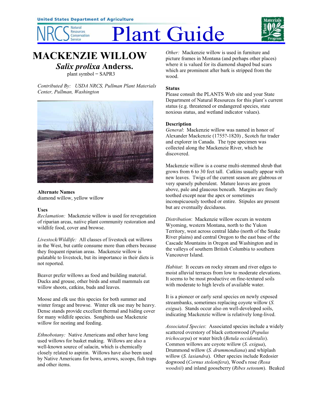 Mackenzie Willow Plant Guide